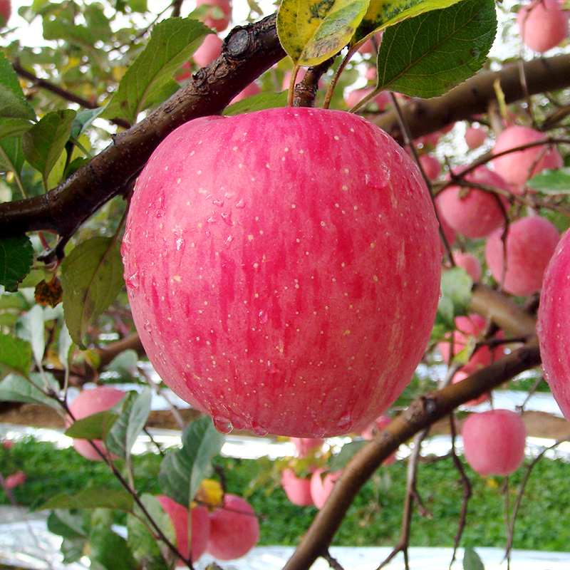 水果新鲜整箱当季陕西洛川红富士批发市场时令苹果正宗冰糖心脆甜