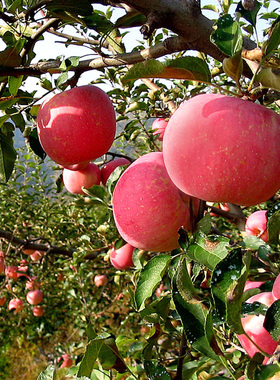 果园直供苹果水果5斤装包邮现摘新鲜山西红富士苹果水果时令水果