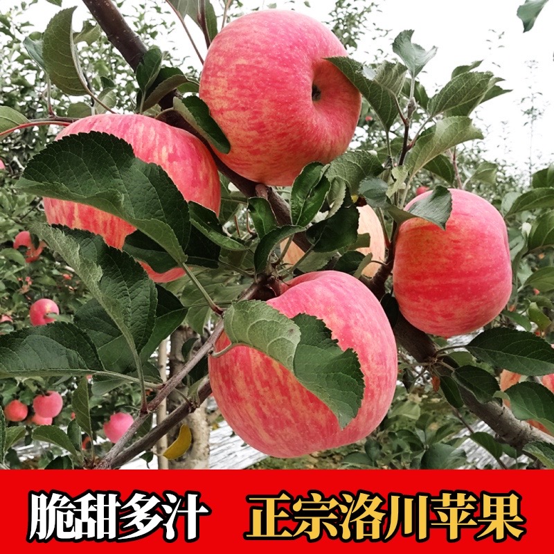 正宗陕西洛川红富士苹果新鲜当季水果整箱10斤包邮非冰糖心一级脆