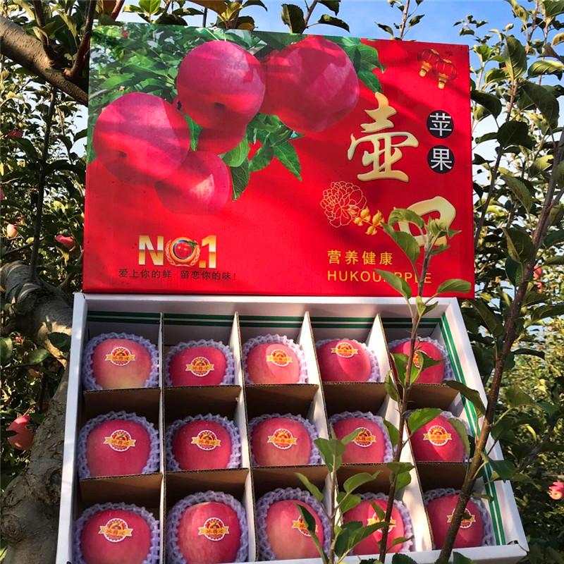 山西吉县壶口当季新鲜水果红富士苹果冰糖心精选大果脆甜顺丰包邮