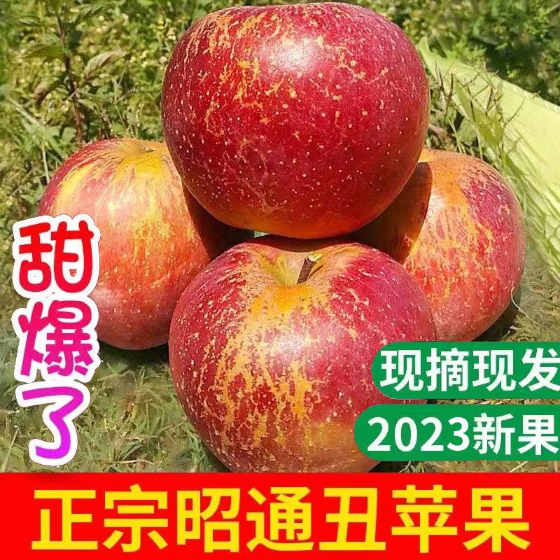 云南昭通市丑苹果现摘当季野生冰糖心孕妇水果新鲜10斤整箱红富士
