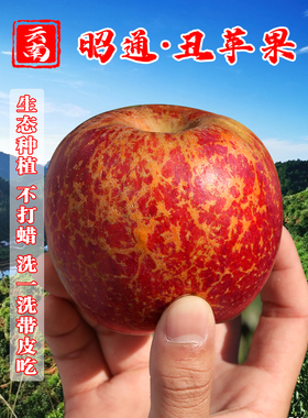 正宗云南昭通丑苹果新鲜水果当季整箱10斤冰糖心红富士大苹果