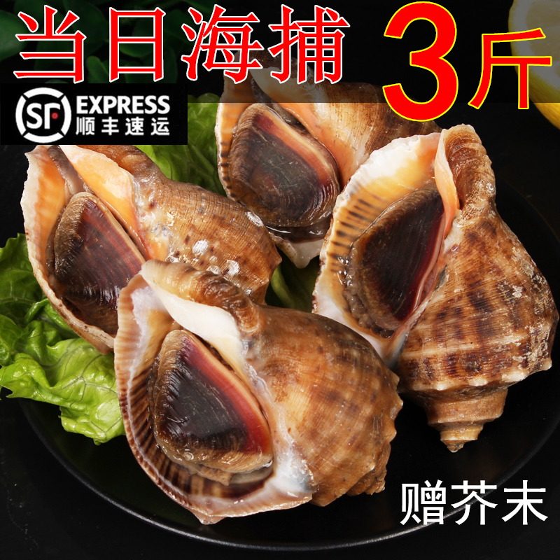 海螺鲜活超大新鲜海鲜水产特大生鲜贝类顺丰包邮3斤装包活带黄