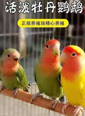 牡丹鹦鹉活鸟活物手养黄桃绿桃小鸟会学说话的手养可繁殖宠物鸟