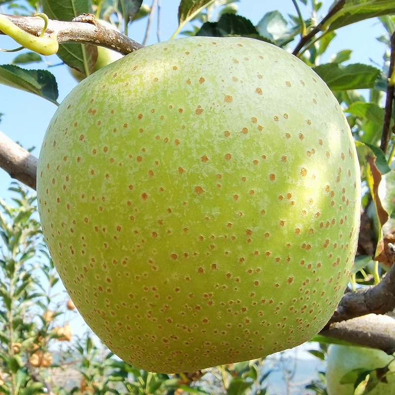山东印度青苹果新鲜应季水果现摘现发甜脆爽口孕妇酸甜5斤青苹果