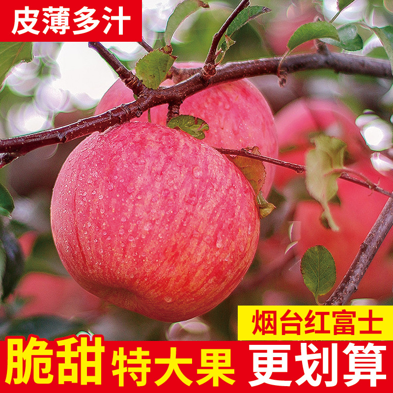 山东烟台红富士苹果10斤新鲜水果应当季栖霞萍果冰糖心丑平果整箱