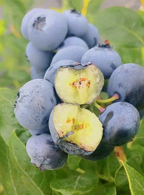 蓝莓树果苗带果发奥尼尔薄雾大果优瑞卡蓝莓苗当年结果带土果树苗