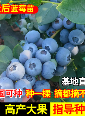 正宗天后蓝莓苗阳台盆栽果树苗南方北方四季当年结果种植蓝莓果树