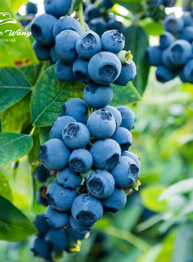 种花王大爷蓝莓盆栽果树苗种植花园阳台庭院可食用南方