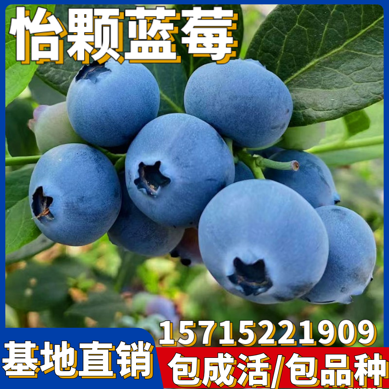 怡颗蓝莓苗果树四季南北方庭院地栽特大阳台盆栽带土种植当年结果