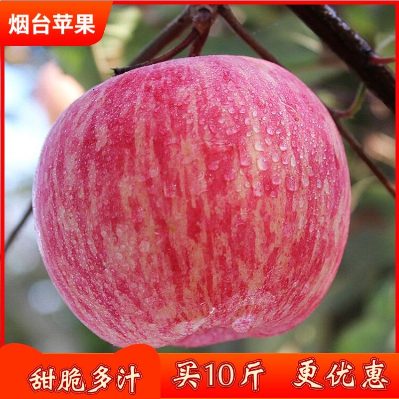 苹果水果山东烟台苹果栖霞红富士一整箱10斤新鲜散装当季甜脆水果