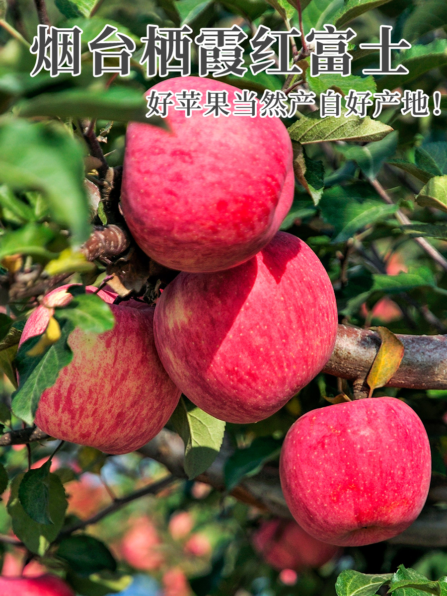 正宗山东烟台红富士苹果栖霞当季新鲜水果现摘9斤新鲜水果整箱