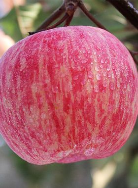 烟台苹果栖霞红富士精品水果山东新鲜甜脆吃的当季一整箱