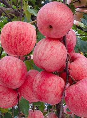红富士新苹果山东烟台正宗脆甜条纹栖霞新鲜水果当季整箱精品平果
