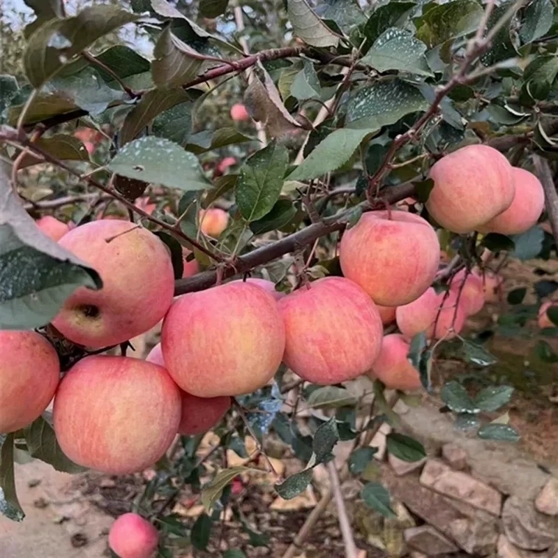 新鲜采摘新品种烟台富士8苹果脆甜多汁自家果园奶油富士当季水果