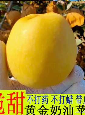 烟台黄金奶油富士苹果水果新鲜当季整箱孕妇吃10斤白色牛奶冰糖心
