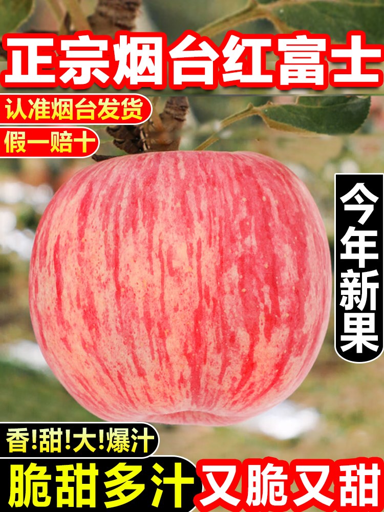 正宗山东烟台红富士苹果新鲜水果孕妇当季整箱5/9斤冰糖心富士