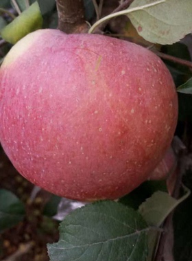 丑苹果脆甜当季山东非烟台红富士苹果新鲜吃的孕妇儿童水果500克