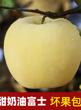 正宗烟台奶油富士苹果山东黄金苹果新鲜当季水果白色有果锈