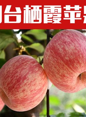 2023新果现摘现发 山东烟台红富士栖霞苹果水果新鲜包邮净重5斤