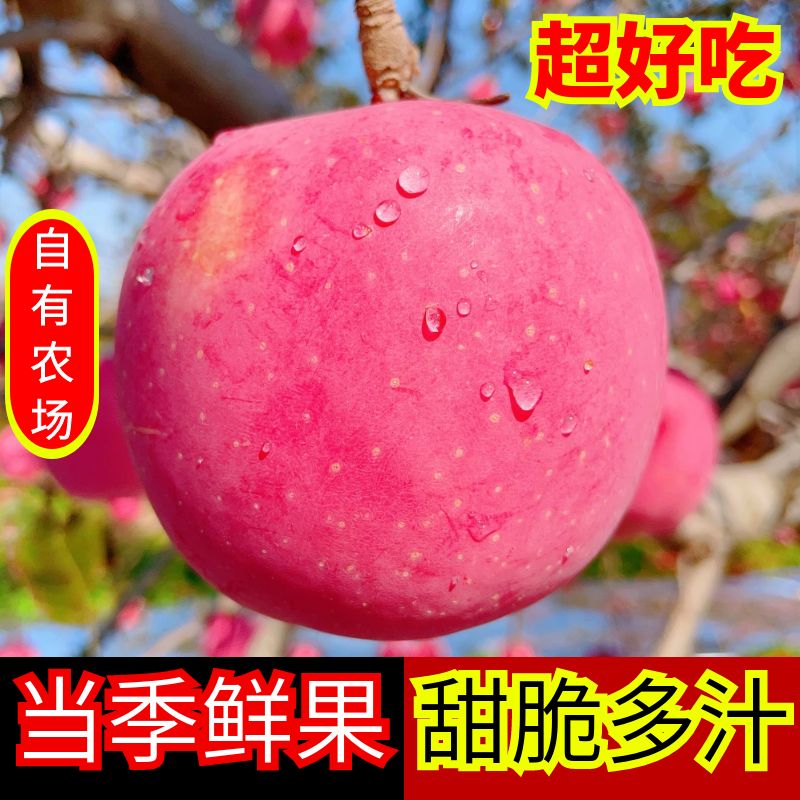 苹果水果新鲜当季山东烟台栖霞红富士苹果10斤冰糖心整箱包邮平安