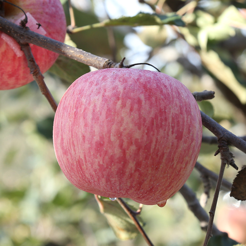 山东烟台栖霞红富士苹果新鲜当季甜脆小苹果水果整箱10斤