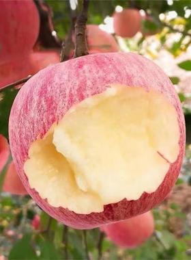烟台苹果红富士苹果水果正宗山东新鲜甜脆吃的5斤当季整箱精品果
