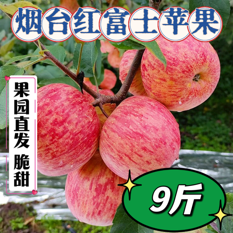 正宗烟台红富士苹果脆甜多汁产地直发当季新鲜水果9斤