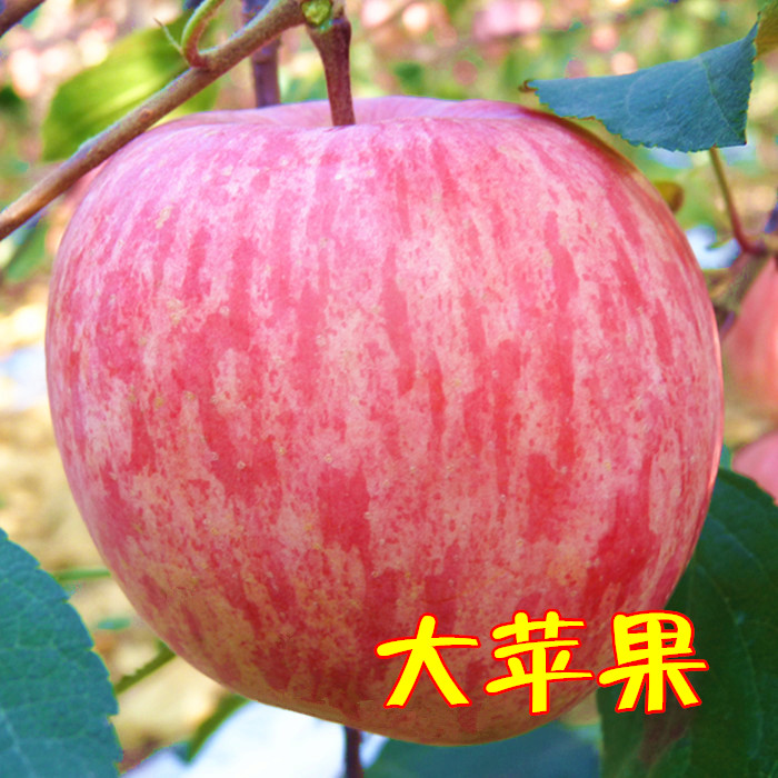 苹果水果新鲜山东烟台栖霞红富士大苹果比冰糖心好吃的好苹果10斤