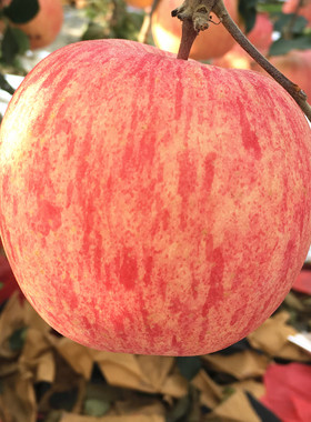 苹果水果新鲜当季整箱烟台红富士苹果正宗山东栖霞脆甜10斤批发价