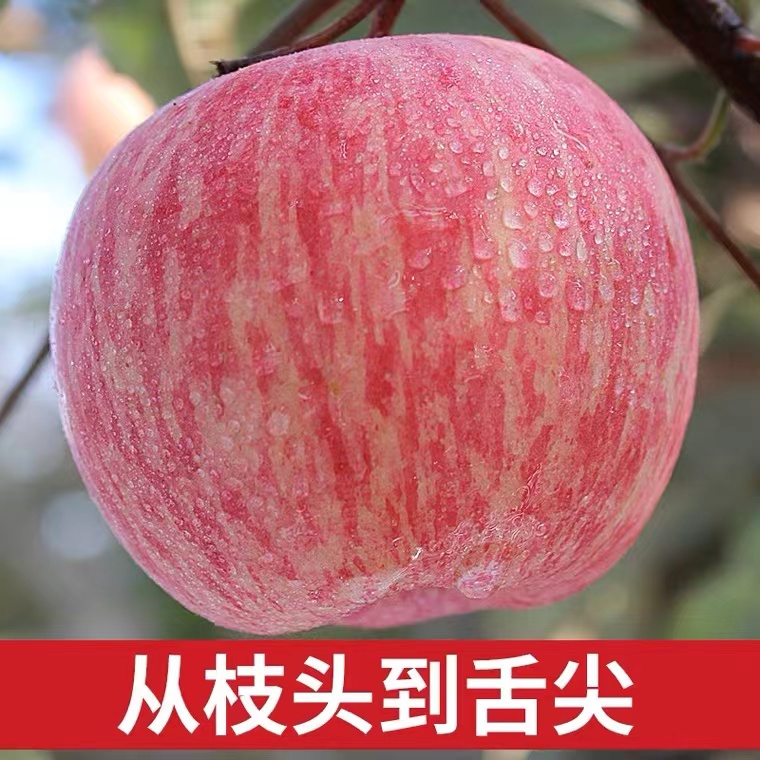 现摘烟台苹果栖霞红富士水果山东新鲜甜脆吃的9斤当季整箱