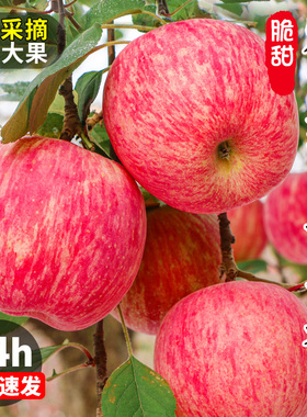 新鲜10苹果水果果当季栖霞山东正宗斤红富士整箱烟台苹果平安