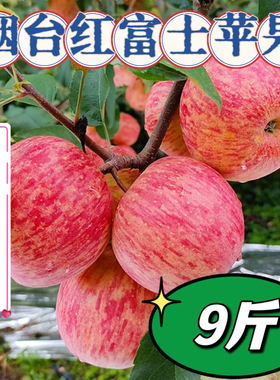 正宗烟台红富士苹果脆甜多汁产地直发当季新鲜水果9斤