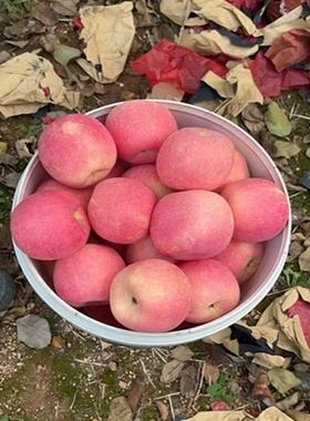新鲜采摘新品种烟台富士8苹果脆甜多汁自家果园奶油富士当季水果