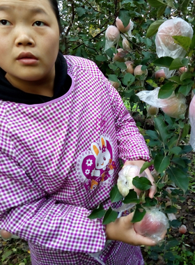 砀山苹果纯天然新鲜水果红富士10斤当季农家特产烟台现发整箱大果