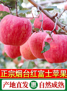 正宗当季水果】山东【斤5A新鲜10烟台苹果红富士整箱品质脆甜