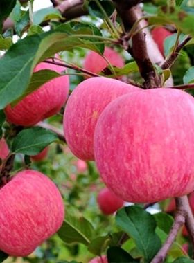 超级大果苹果水果10斤新鲜当季红富士一整箱批应季脆甜农家