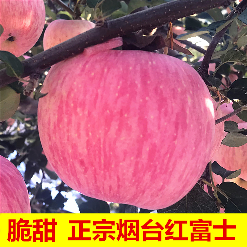 山东烟台栖霞红富士苹果水果新鲜丑农特产净9斤一整箱10斤包邮批