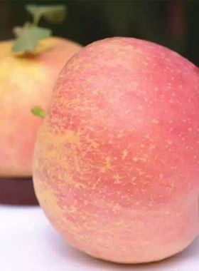 徐州大沙河红富士苹果水果新鲜当季带箱10斤批应季脆甜丑苹果整箱