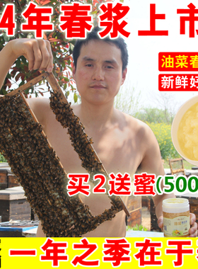 24年油菜春浆 蜂农直销蜂王浆纯正天然正品新鲜蜂皇浆500g买2送蜜