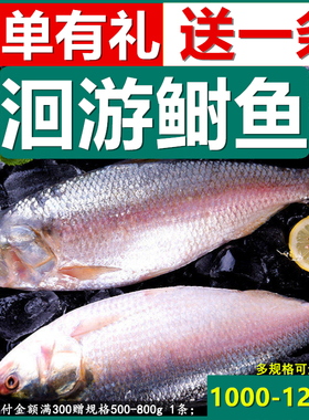 3斤大鲥鱼新鲜超大河鲜三黎鱼冰鲜洄游三泥鱼淡水鱼海鲜商用包邮