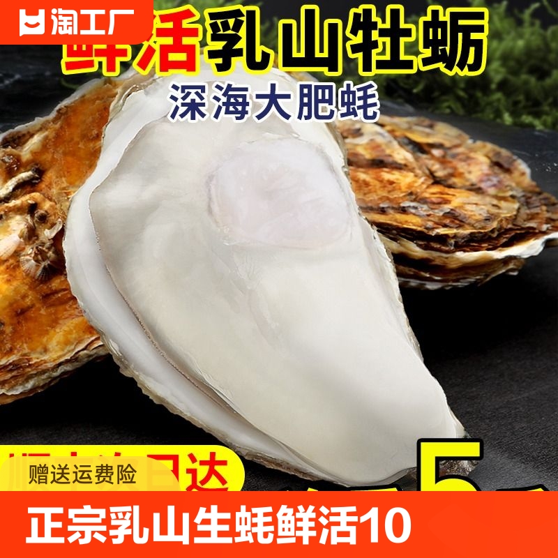 正宗乳山生蚝鲜活10牡蛎新鲜海鲜水产带壳海蛎子海产5斤商用整箱