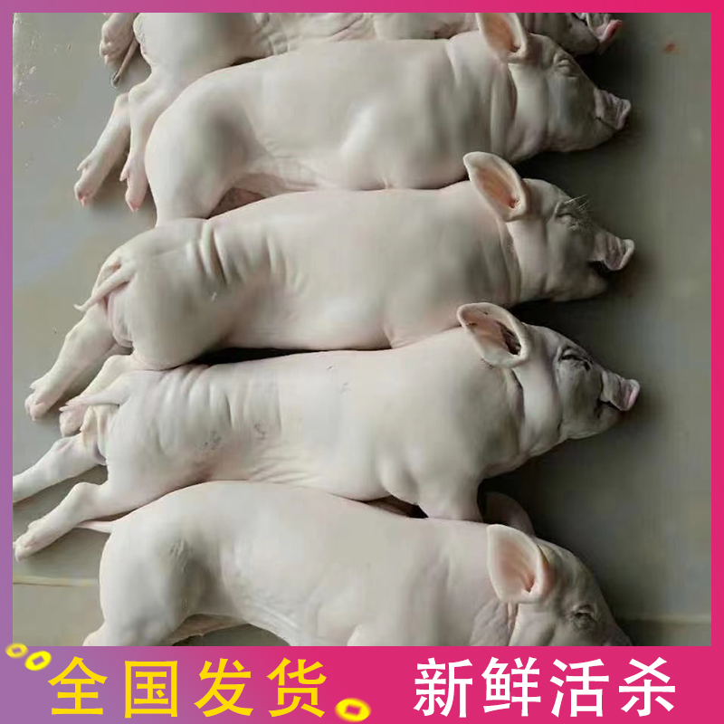 广东小耳朵乳猪新鲜现杀冷冻小香猪整只脆皮烤乳猪4-20斤生鲜食材