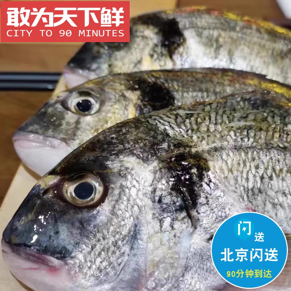 1.3-1.5斤 北京闪送 鲜活 金头鲷 新鲜海鲜水产 刺身 生鱼片 海南
