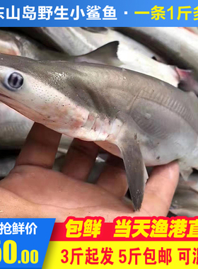 海鲜活小白鲨生鲜鲨肉侏儒鲨食用狗鲨鱼尖头斜齿鲨水产