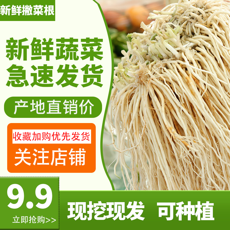 云南腾冲农产品新鲜蔬菜根撇菜根苤菜根可腌制大韭菜根通乳须子根