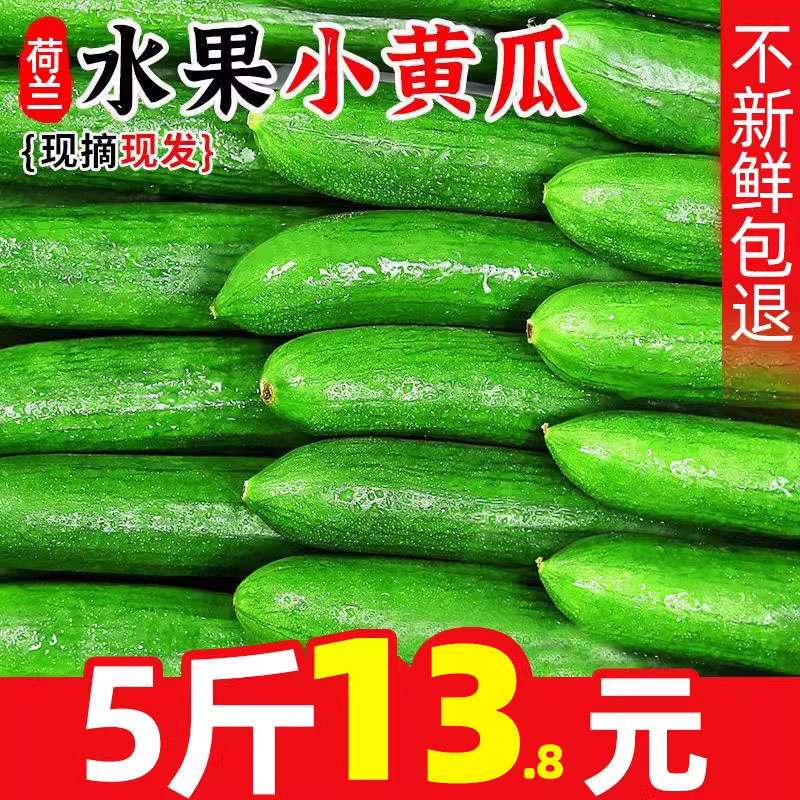 出口品质荷兰水果黄瓜5斤新鲜生吃小青瓜时令蔬菜白玉女即食旱10