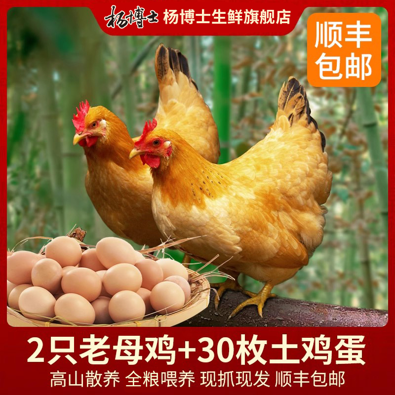 杨博士皖南农村家高山散养土鸡蛋老母鸡孕妇月子餐走地草鸡鲜现杀