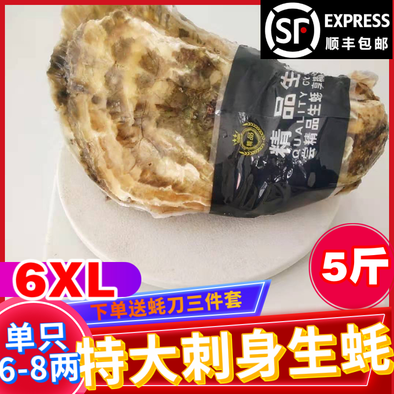 精品刺身级生蚝海蛎子鲜活5斤特大特级6XL海鲜牡蛎整箱顺丰带壳10