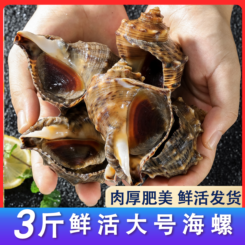 青岛大海螺鲜活特大号生鲜海鲜响螺水产贝类鲜活海螺活物花螺